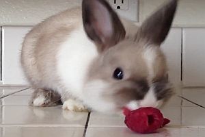 Kaninchen frisst eine Himbeere