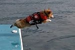 Ein Hund lernt Schwimmen