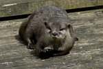 Otter spielt mit Stein