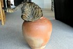 Katze in einer Vase