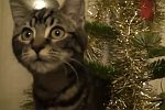 Kittens In My Christmas Tree