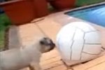 Hund spielt mit Ball